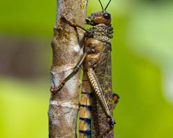 Locust