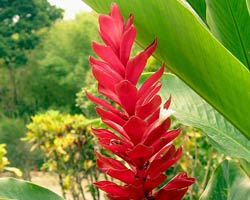 Ginger lily